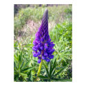 Purple Lupine 1 Poster posters by CreatureCreations Purple Lupine 1 Poster posters