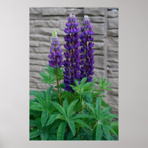 Purple Lupine Flowers Posters