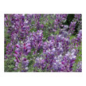 Purple Lupine Near Bridgeport posters