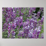 Purple Lupine Near Bridgeport Posters