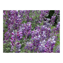 Purple Lupine Near Bridgeport posters