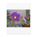 Purple Maggie Products Post Card