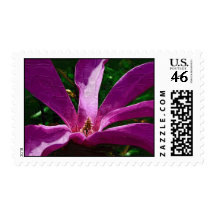 Purple Magnolia Blossom Postage Stamp