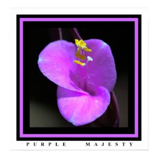 Purple Majesty print