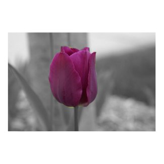 Purple Majesty print
