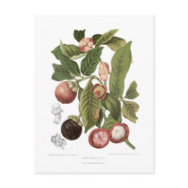 Purple Mangosteen Postcards
