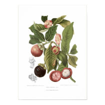 Purple Mangosteen Print