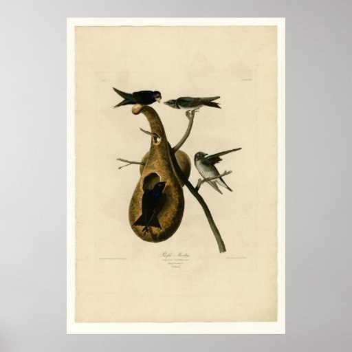 Purple Martin Print