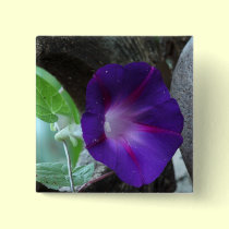 Purple Morning Glory buttons