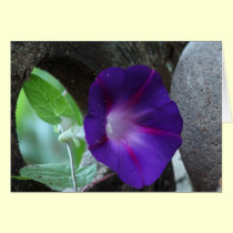 Purple Morning Glory cards