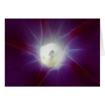 Purple Morning Glory cards