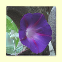 Purple Morning Glory magnets