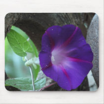 Purple Morning Glory mousepads