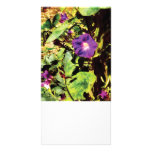 Purple Morning Glory Photo Cards