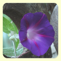 Purple Morning Glory stickers
