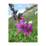 Purple Mountain Wildflower Postcard Purple Mountain Wildflower Postcard