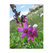 Purple Mountain Wildflower Postcard postcards