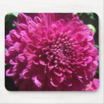 Purple Mum 2