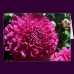 Purple Mum