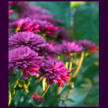 Purple Mums Flowers