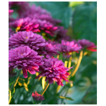 Purple Mums Flowers t-shirts by lifesphere Purple Mums Flowers t-shirts