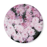 purple mums