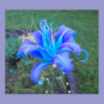 Purple N Turquoise Daylily Poster posters