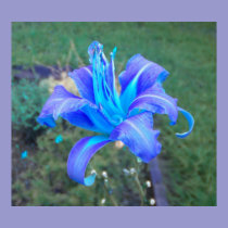 Purple N Turquoise Daylily Poster posters