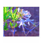 lush, exotic, flowers, vibrant, green, purple,