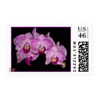 Purple Orchid Black Background Postage Stamp zazzle_stamp
