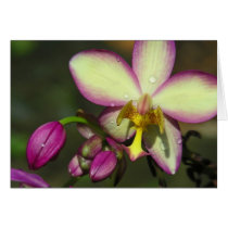Purple Orchid cards by mlane53 Purple Orchid cards