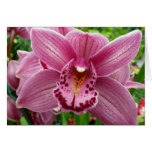 Purple Orchid Card