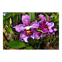 Purple Orchid Dream Print