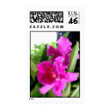 Purple Orchid postage