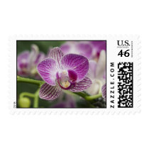 Purple Orchid Postage Stamp stamps