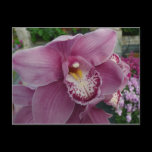 Purple Orchid Postcard