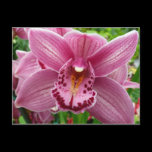 Purple Orchid Postcard
