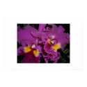 Purple Orchid posters