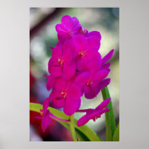 Purple Orchid Poster