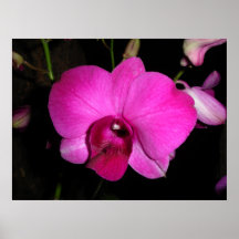 Purple Orchid Poster