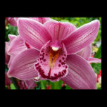 Purple Orchid Print