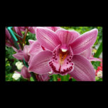 Purple Orchid Print