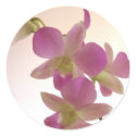 Purple Orchid Stickers