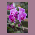 Purple orchids in bloom posters by brian_nolan Purple orchids in bloom posters