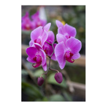 Purple orchids in bloom posters by brian_nolan Purple orchids in bloom posters