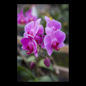 Purple orchids in bloom posters
