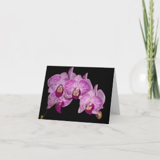 Purple Orchids on Black