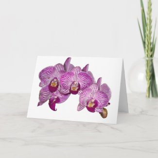 Purple Orchids on White Cards