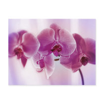 Purple Orchids postcards