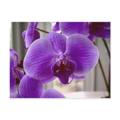 Purple Orchids Post Cards by gapgirl1601
